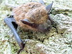Animali Grotte Toscana
